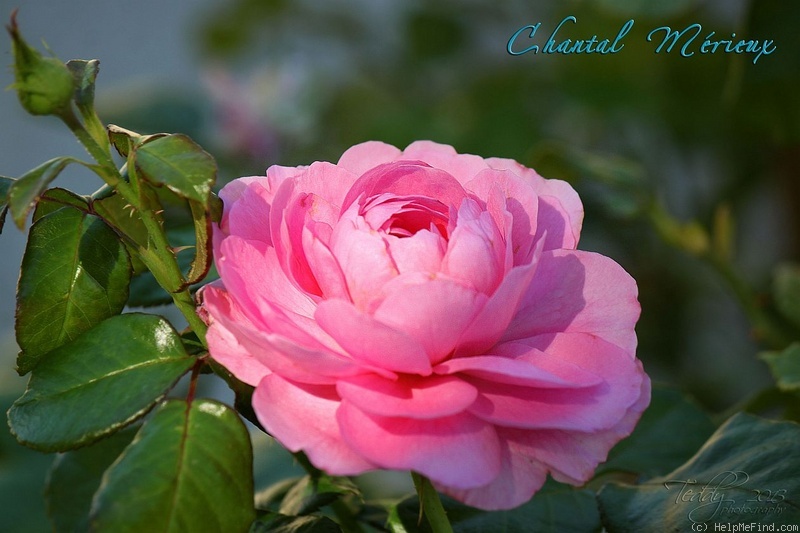 'Chantal Mérieux ®' rose photo