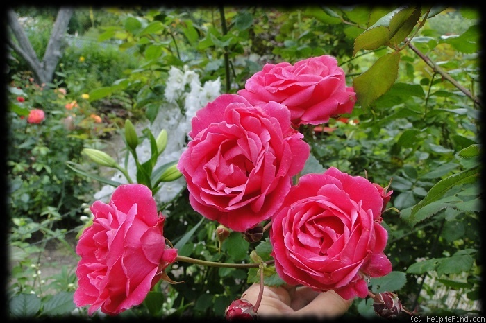 'Alexander MacKenzie' rose photo