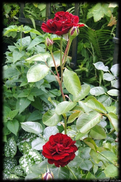'Naheglut' rose photo