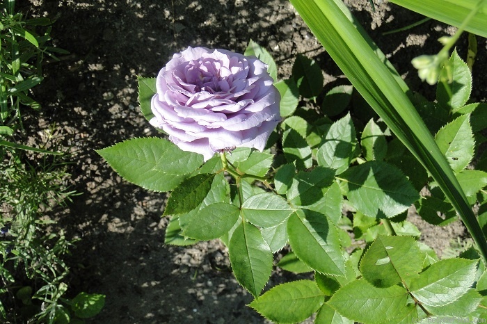'Novalis ®' rose photo