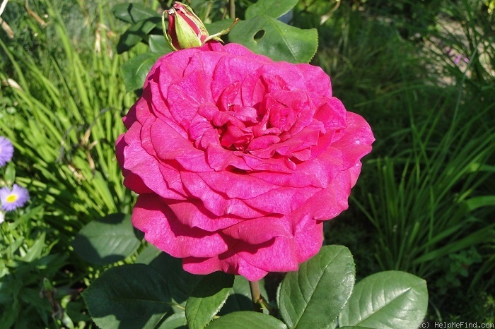 'Stephens' Big Purple (Hybrid Tea, Stephens, 1985)' rose photo