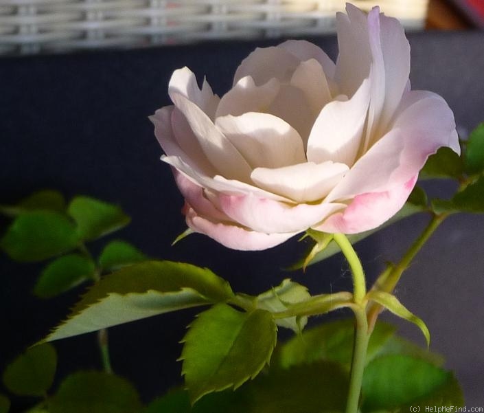 'Himbeersahne' rose photo