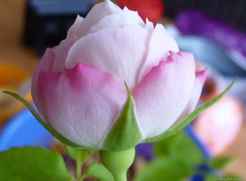 'Himbeersahne' rose photo