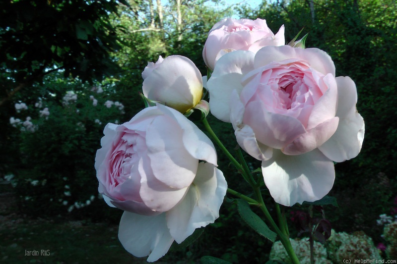 'Michèle Morgan ®' rose photo