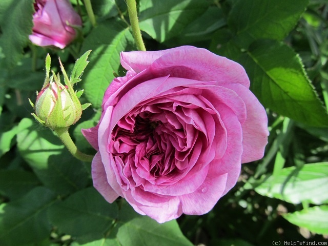 'Jana (gallica)' rose photo