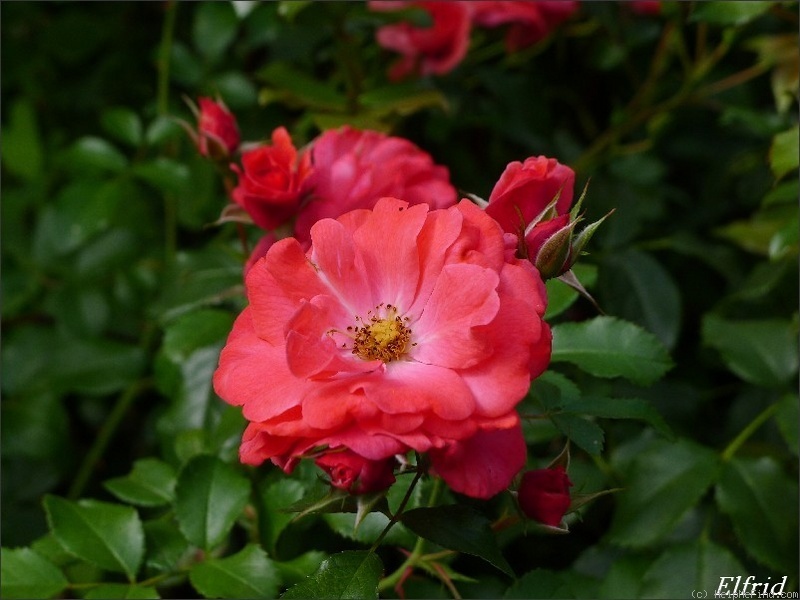 'Elfrid ®' rose photo