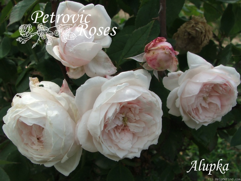 'Alupka' rose photo