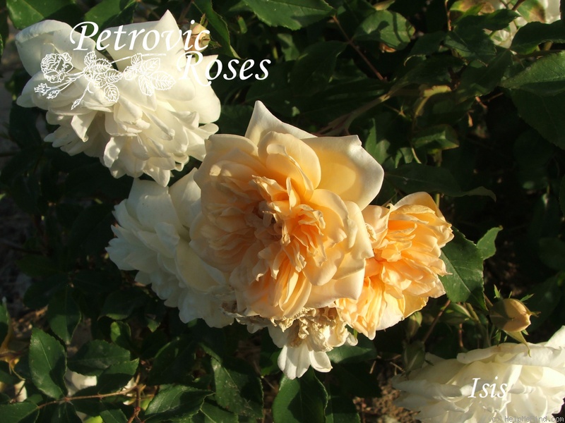 'Isis (noisette, Robert, 1853)' rose photo