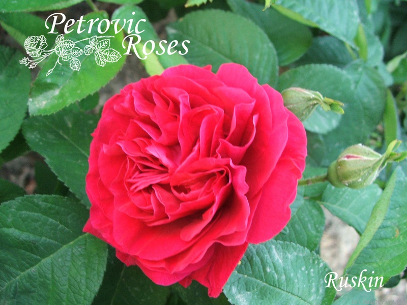 'Ruskin' rose photo