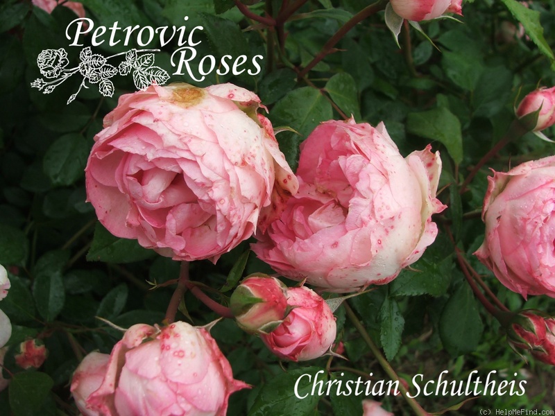 'Christian Schultheis' rose photo