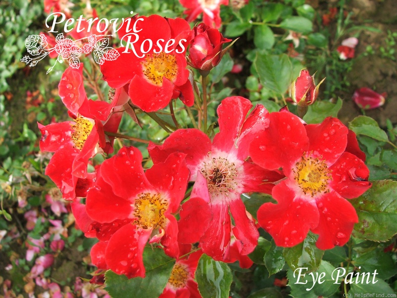 'Eye Paint ®' rose photo
