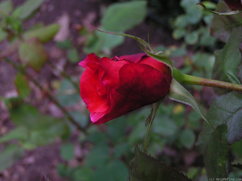 'Noortje' rose photo