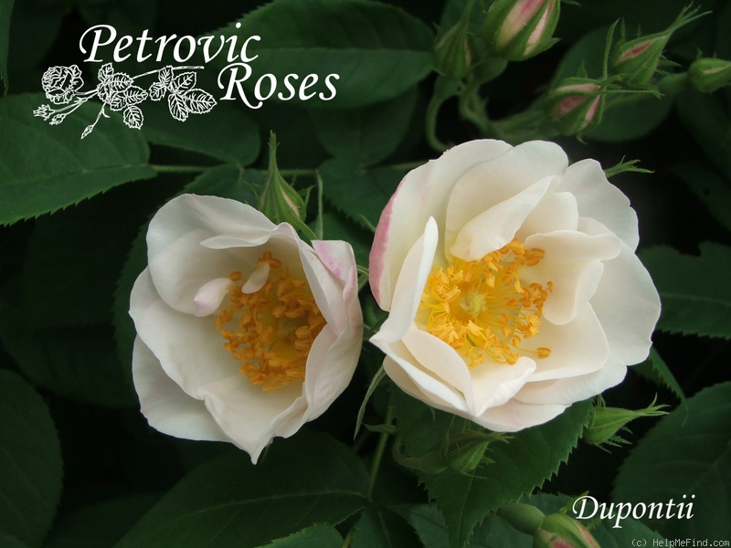 'Dupontii' rose photo