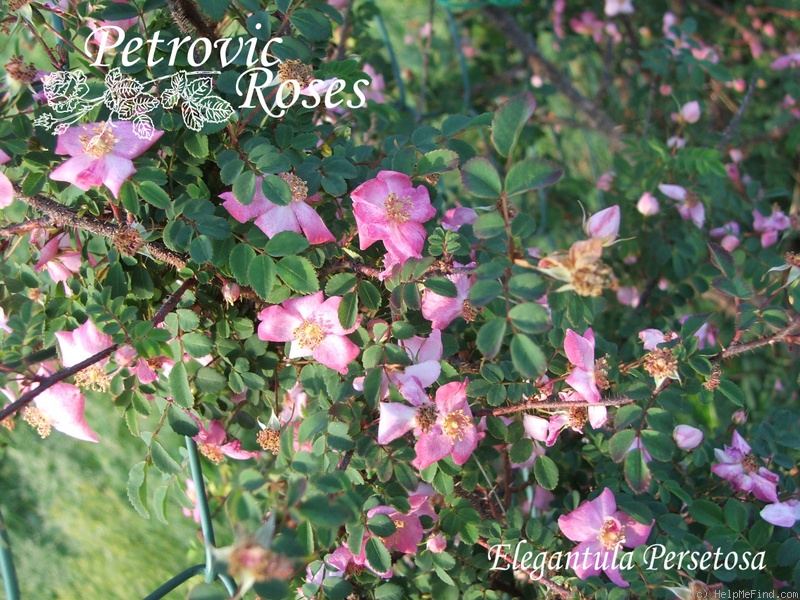 '<I>Rosa elegantula</I> 'Persetosa' synonym' rose photo