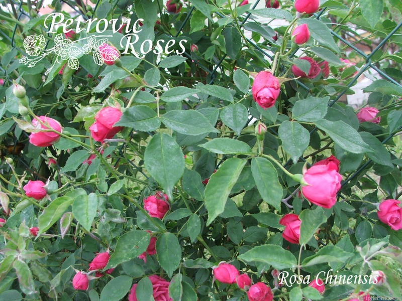 'R. chinensis' rose photo