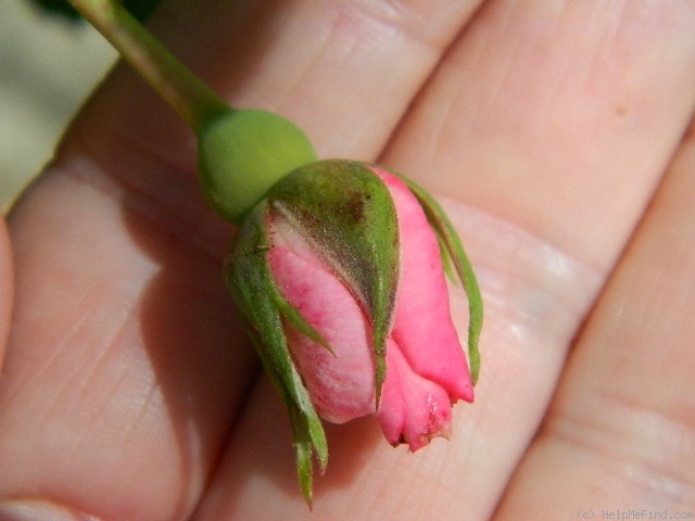 'Frances Fisher' rose photo