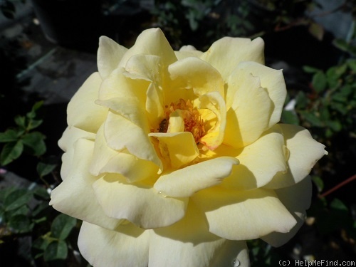 'Fontanelle (hybrid tea, Hill, 1927)' rose photo