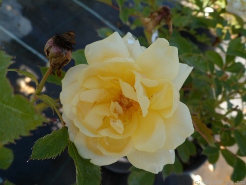 'CHEwgenuine' rose photo