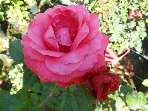 'Charisma ® (hybrid tea, Noack, 2010)' rose photo