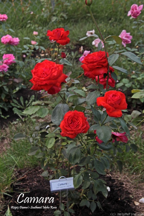 'Camara ®' rose photo