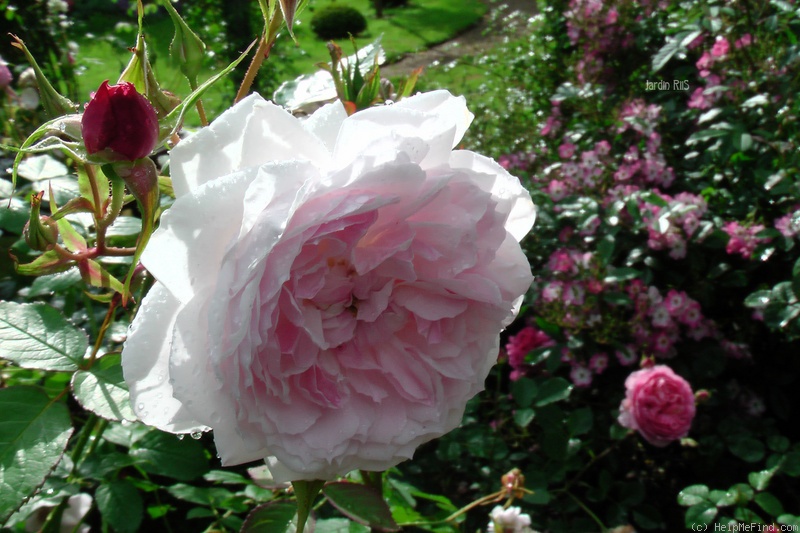 'Lady Salisbury' rose photo