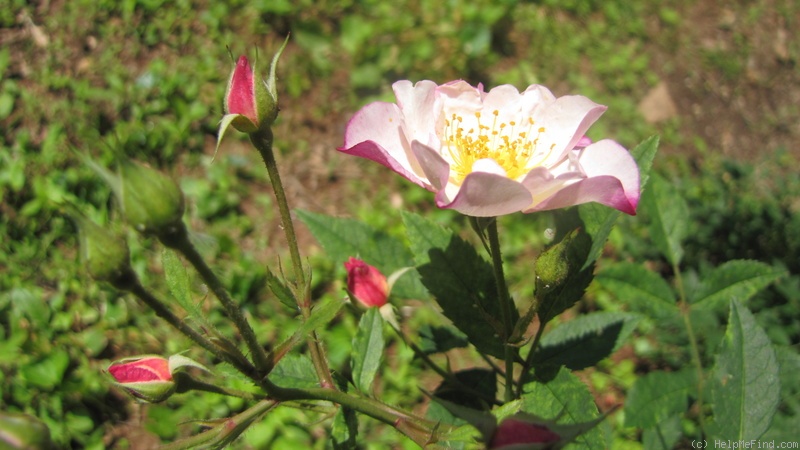 'OPPLA' rose photo