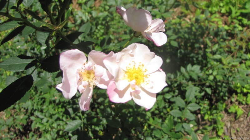 'OPPLA' rose photo