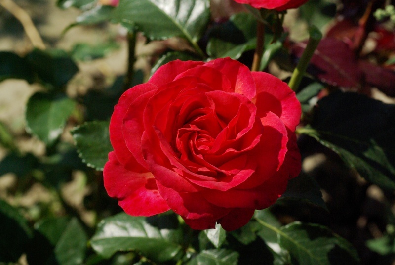 'Redsi' rose photo