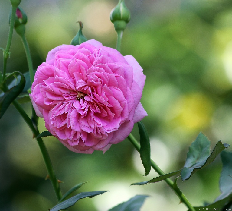 'Capitaine Dyel de Graville' rose photo