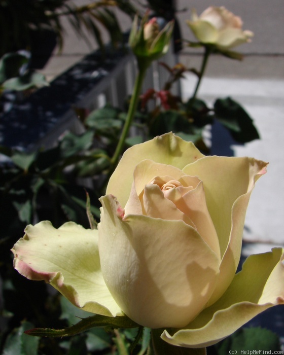 'Mint Julep' rose photo