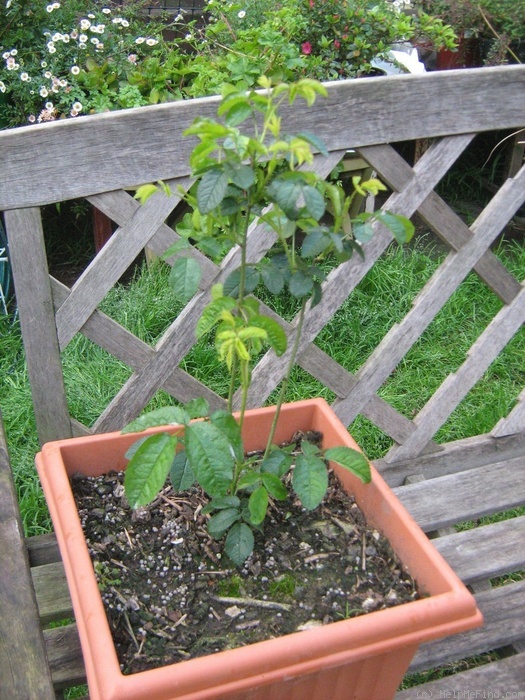 'Charles de Mills' rose photo