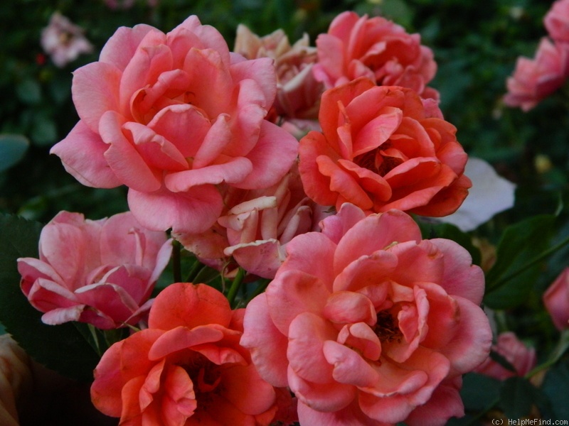 'Carefree Celebration' rose photo