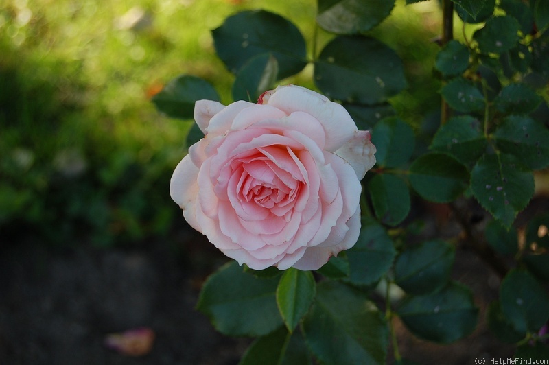 'Bremer Stadtmusikanten ®' rose photo