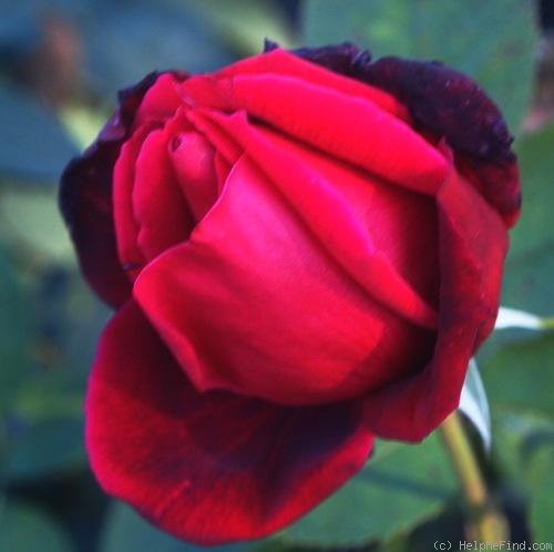 'Zemfira' rose photo