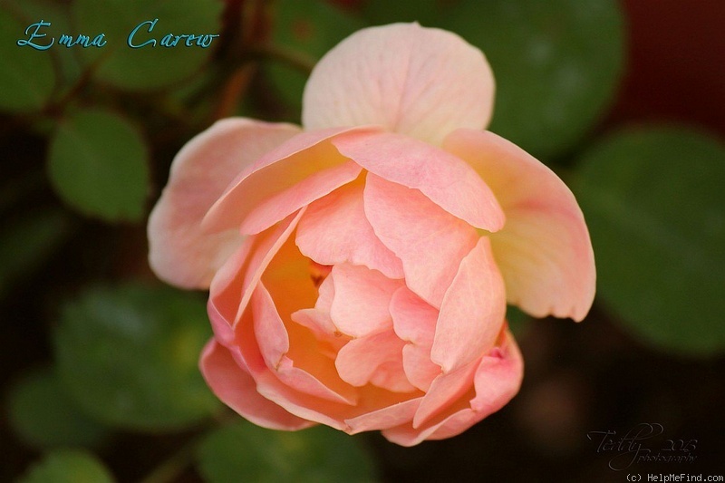 'Emma Carew' rose photo