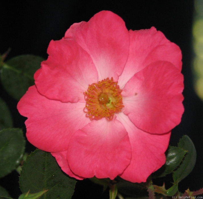 'Mrs. Frederic Lee' rose photo