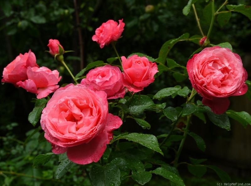 'Rosanna ® (LCl, Kordes, 2006)' rose photo