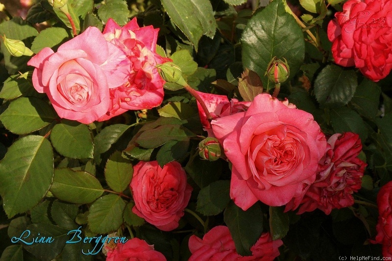 'Linn Berggren' rose photo