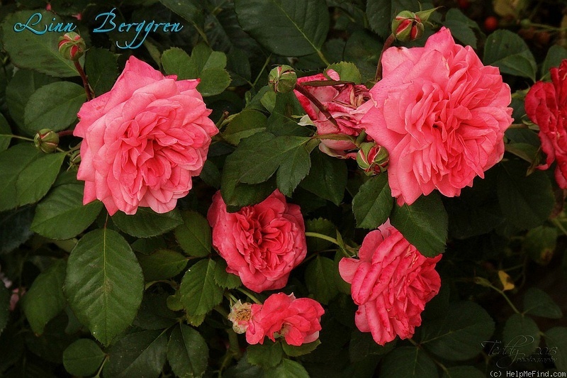 'Linn Berggren' rose photo
