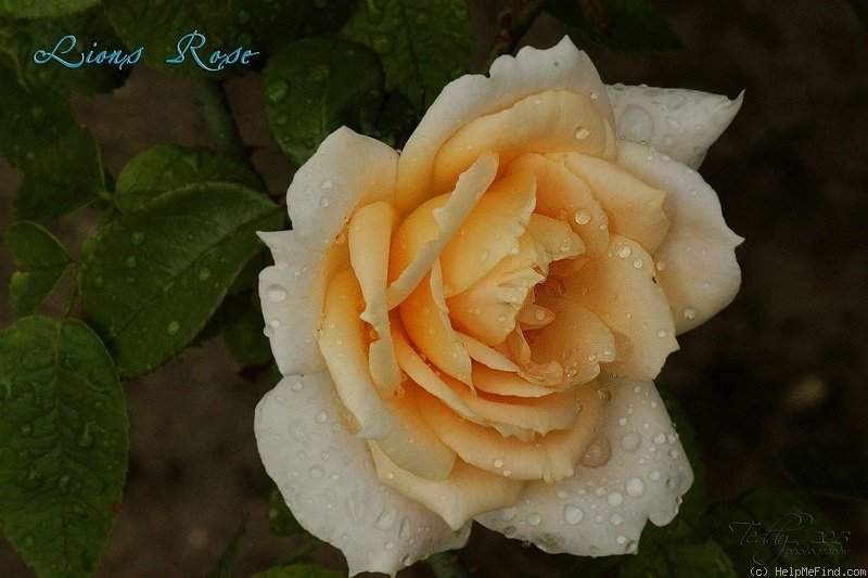 'Lions-Rose ®' rose photo