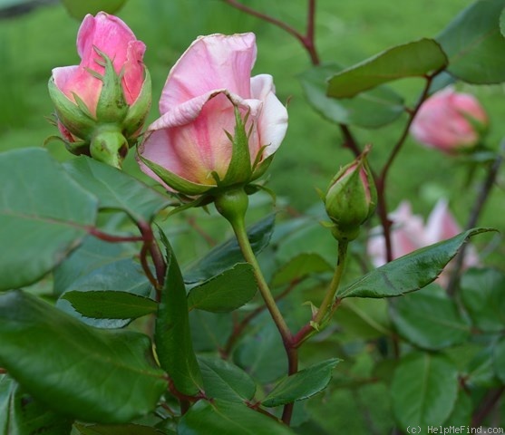 'John C.M. Mensing' rose photo
