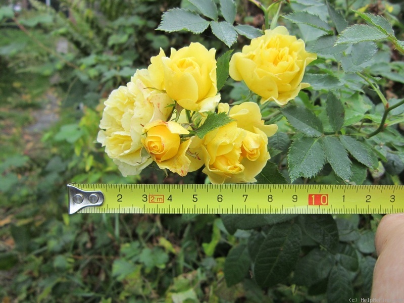 '1-72-1Rugelda' rose photo