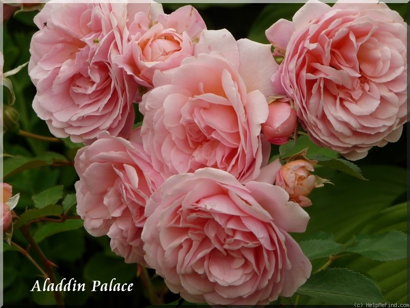 'Aladdin Palace' rose photo