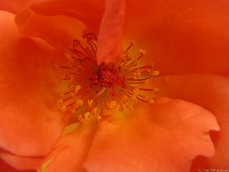 '12 Westerland OP 10' rose photo