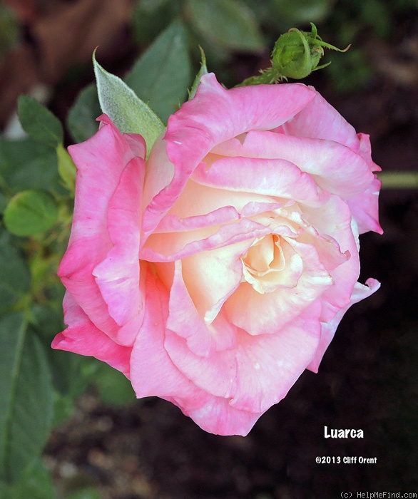 'Luarca' rose photo