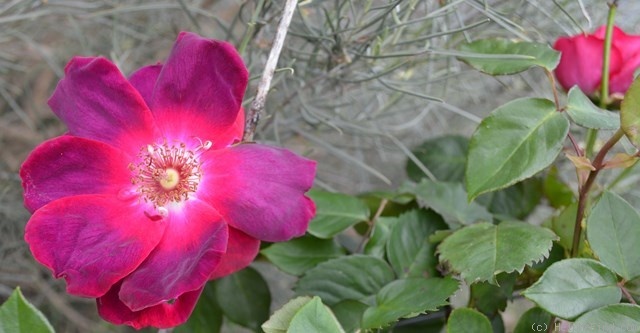 'Bardou Job' rose photo