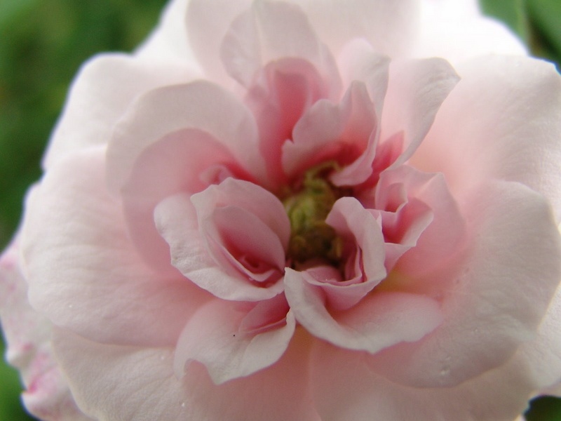 'Spray Cécile Brunner' rose photo