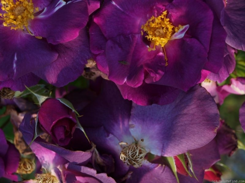 'Rhapsody in Blue ™' rose photo