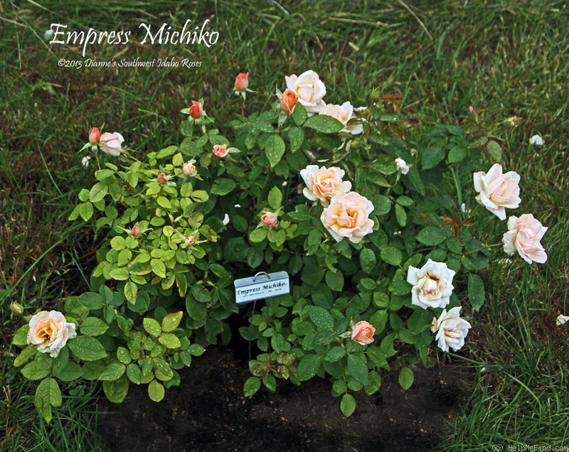 'Empress Michiko' rose photo