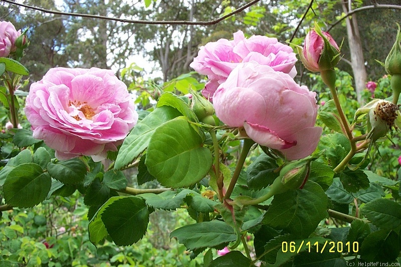 'Queen of the Bourbons' rose photo